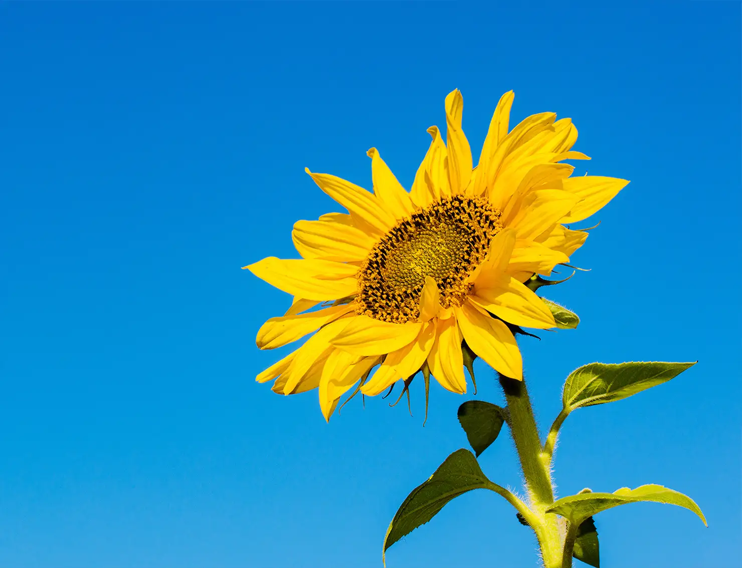 Always Listeningの中の人たちが“今気になる”フェス4選【国内 8月/9月編】